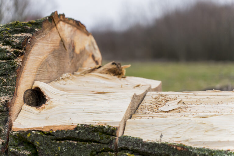 tree service stump