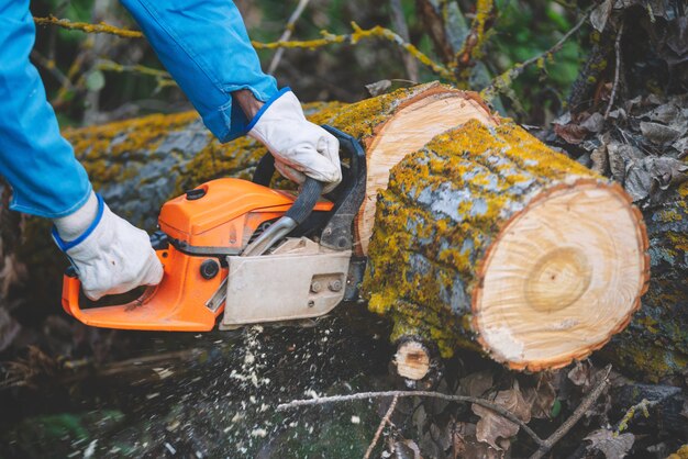 tree service stump removal