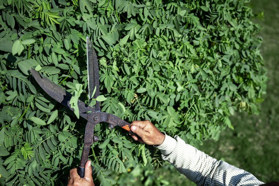 shrub prunning