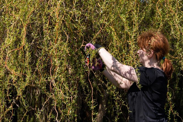 over grown shrub tree service